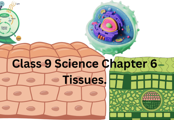 Class 9 Science Chapter 6 Tissues.